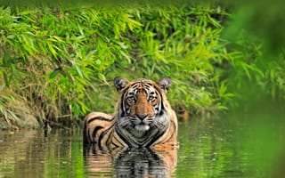 Картинка India, big cat, Bengal tiger, Ranthambore National Park