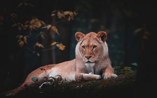 Картинка lion, animal, liones, wildlife, big cat