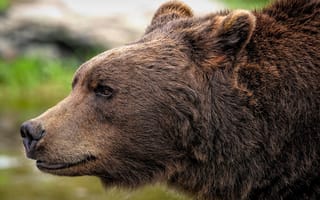 Картинка animal, wildlife, grizzlybeer