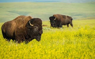 Картинка field, animals, land, mammal, plant, bison, animals in the wild, animal themes
