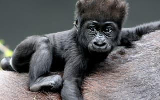 Картинка monkey, animal, black baby gorilla, primate, hair, ape, wildlife