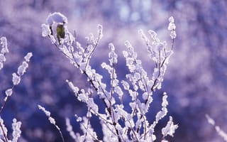 Картинка winter, snow, twig