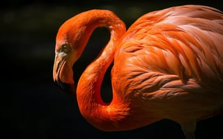 Картинка red, bird, .flamingo, wildlife, pink