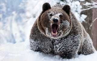 Картинка animals, winter, ..brown bear, animal themes, bears, cold temperature, snow