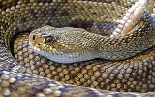 Картинка animal, hunter, lethal, dangerous, Diamond Back Rattle Snake