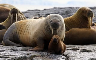 Картинка animals, wildlife, walrus, huddle-of-walrus