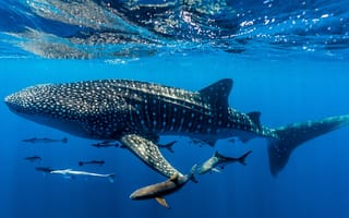 Картинка под водой, Западная Австралия, риф Нингалу, Western Australia, Китовая акула, Whale shark, Ningaloo Reef