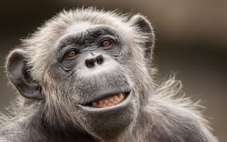 Картинка animals, cute, wildlife, Monkey Face