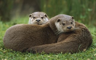 Картинка animals, wildlife, mammals, otters