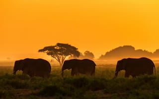 Картинка Кения, Amboseli National Park, Elephant family, Kenya, Семейство слонов, Национальный парк Амбосели