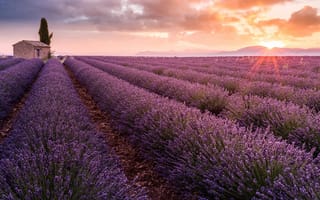 Картинка Франция, France, Lavender field, Восход солнца, Прованс, Provence, Лавандовое поле, Sunrise