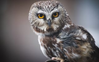 Картинка owl, wildlife, gray and brown owl watching something, birs