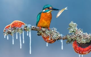 Картинка ice, animals, birds, kingfisher, nature, winter, fish, branch