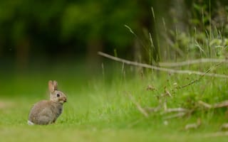 Картинка лето, кролик, природа