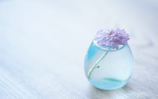 Картинка ваза, прозрачная, вода, хризантема, цветок