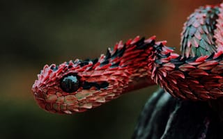Картинка animals, reptiles, Lizard scales, red and black snake, vipers