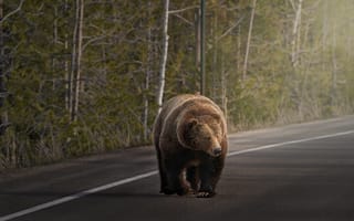Картинка дорога, лес, шоссе, прогулка, бурый, разметка, медведь