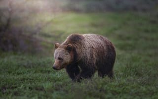 Картинка медведь, природа, прогулка, поляна, боке, дождь, бурый, трава