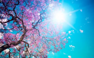 Картинка Beautiful tree blossom, небо, голубое, лепестки, розовые, солнце, красота, дерево, цветение, ослепительное