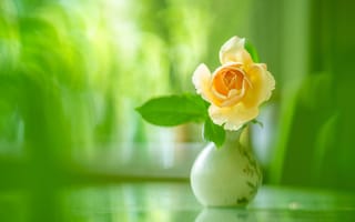 Картинка роза, размытость, жёлтая, ваза