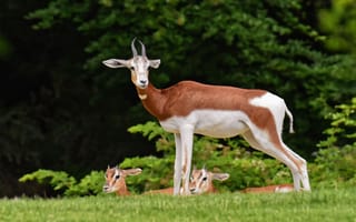 Картинка animal, deer, wildlife, gazelles