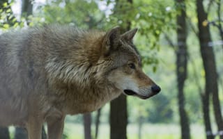Картинка nature, predator, animal, portrait, wolf, wildlife, Canis lupus, face • wolf • portrait • predator