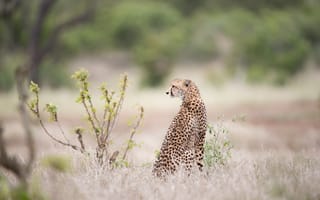 Картинка beautiful, sitting, bush, waiting-prey, big cat, cheetah