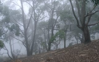 Картинка лес, деревья, Ella Valley, Sri Lanka, природа, туман, Шри-Ланка