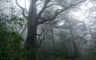 Картинка лес, деревья, Japan, Япония, туман, Якусима, Yakushima, природа