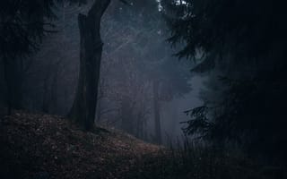 Картинка лес, деревья, Фельдберг, Германия, Feldberg, туман, Germany, природа