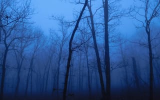 Картинка лес, деревья, природа, туман, сумерки