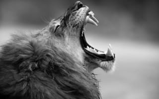 Картинка monochrome, animal, fangs, .grayscale of adult lion