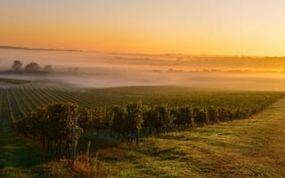 Картинка Франция, Туман, France, Восход солнца на винограднике, Mist, Бордо, Bordeaux, Sunrise at a vineyard