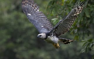 Картинка Eagle, bird, Harpy, animal wildlife