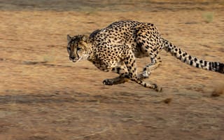 Картинка cat, africa, cheetah, hunt, animal, run, big cat, namibia