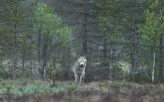 Картинка nature, predator, animal, Canis lupus, face • wolf • portrait • predator, wildlife, wolf, portrait