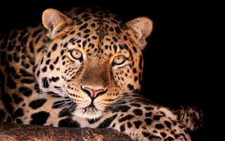 Обои леопард, смотрит, Magnificent leopard