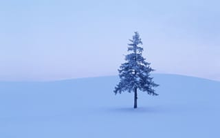 Картинка Дерево, снег, 158, зима