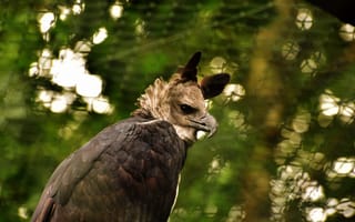 Картинка Raptor, Feather, plumage, bill, wildlife, Harpia Harpyja, harpy eagle