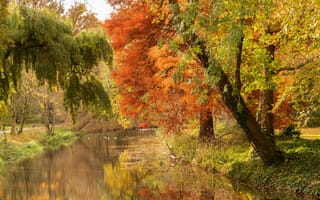 Картинка осень, лес, листва, деревья, водоем