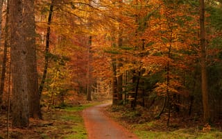 Картинка осень, лес, краски осени, дорожка