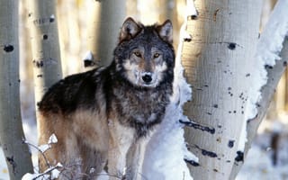 Картинка trees, winter, carnivore, animal, snow, black and gray wolf, mammal