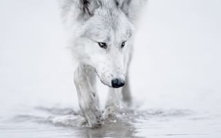 Картинка animals, nature, portrait, wolf, predator, wildlife, animal