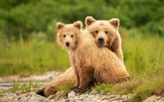 Картинка взгляд, медведи, медвежонок, медведица