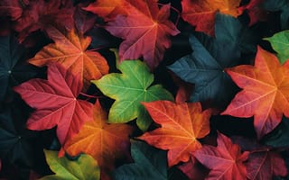 Картинка осень, листья, leaves, maple, текстура, autumn, colorful