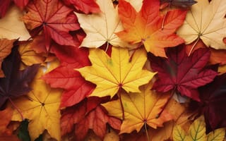 Картинка осень, листья, colorful, текстура, autumn, maple, leaves