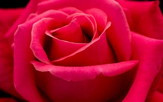 Картинка red rose, macro, petals