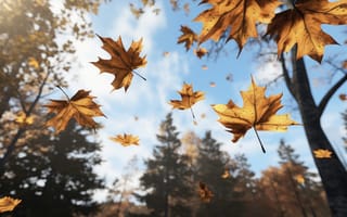 Картинка осень, листья, park, парк, forest, autumn, leaves