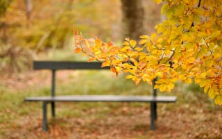 Картинка ветка, желтые, парк, скамейка, листья, осень