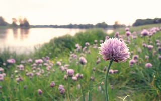 Картинка цветы, природа, поляна, шапки, озеро, розовые, лук